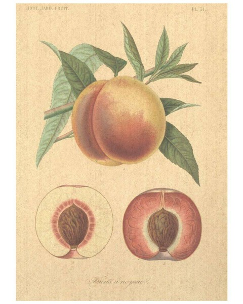 Flax Art Poster | Encyclopedia Fruit A | FWP-AP-EN3A